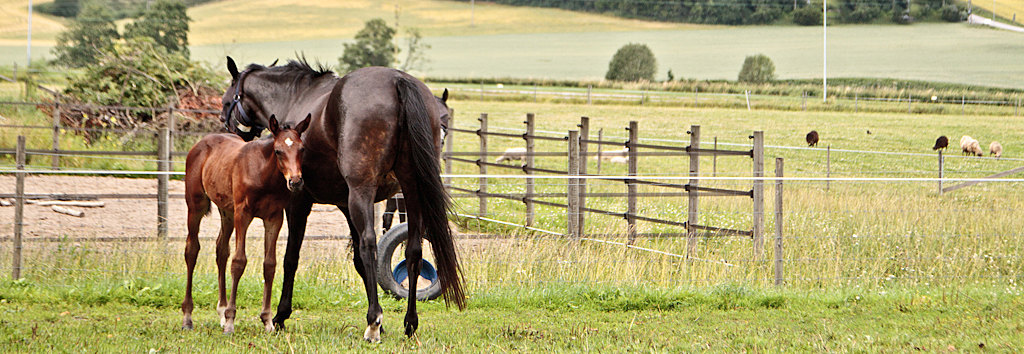 Tips och råd för häst